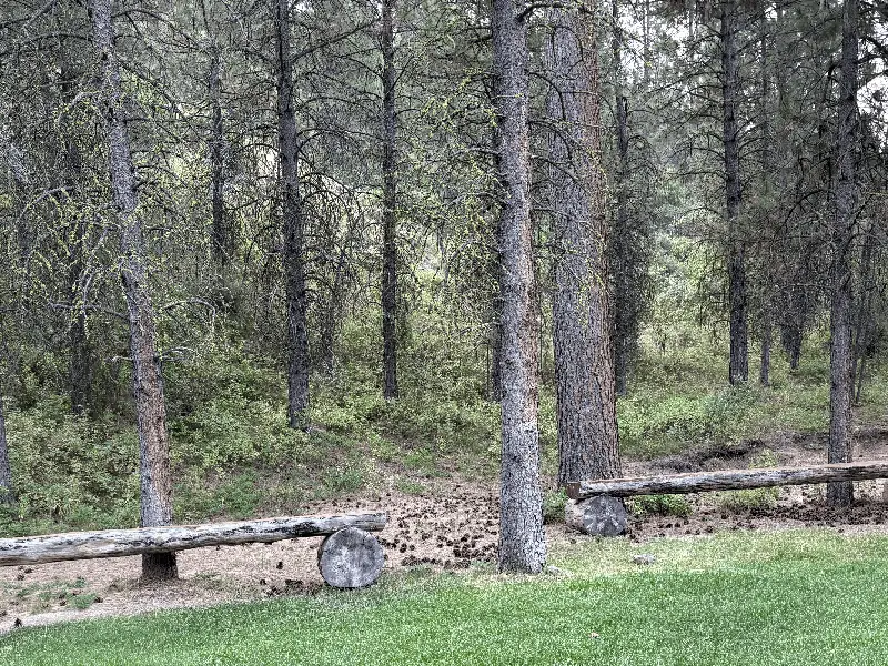 Ponderosa pines and open understory just beyond a rustic log rail at the edge of the lawn.